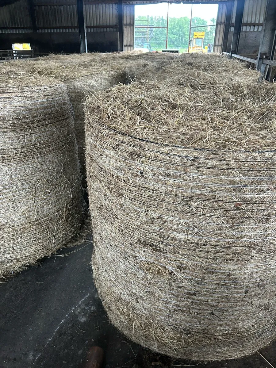 Hay - Image 2