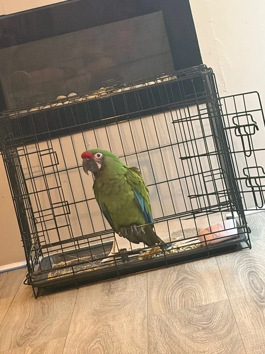 Military macaw - Image 1