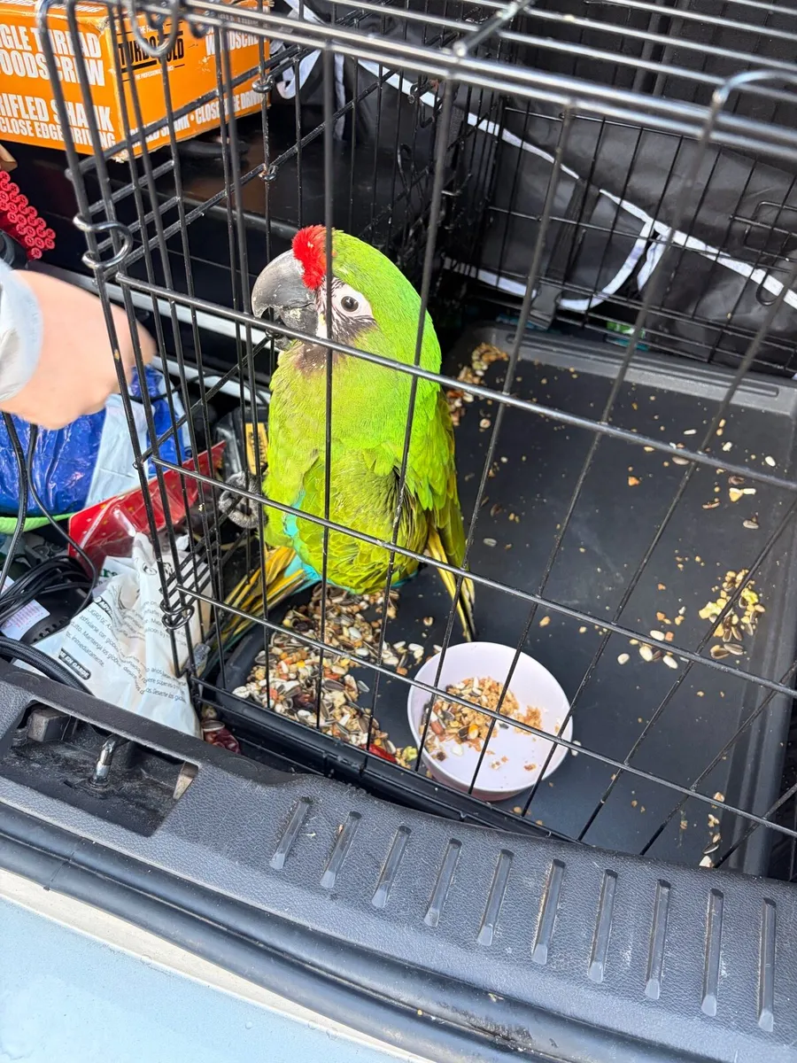 Military macaw - Image 2