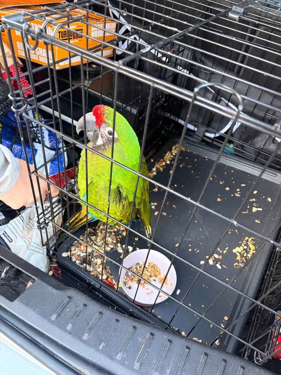 Military macaw - Image 3