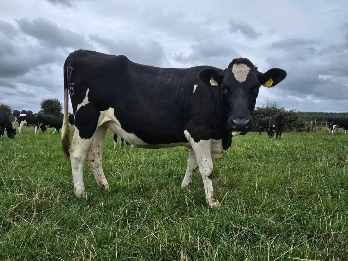 High Ebi February '27 calving heifers - Image 2