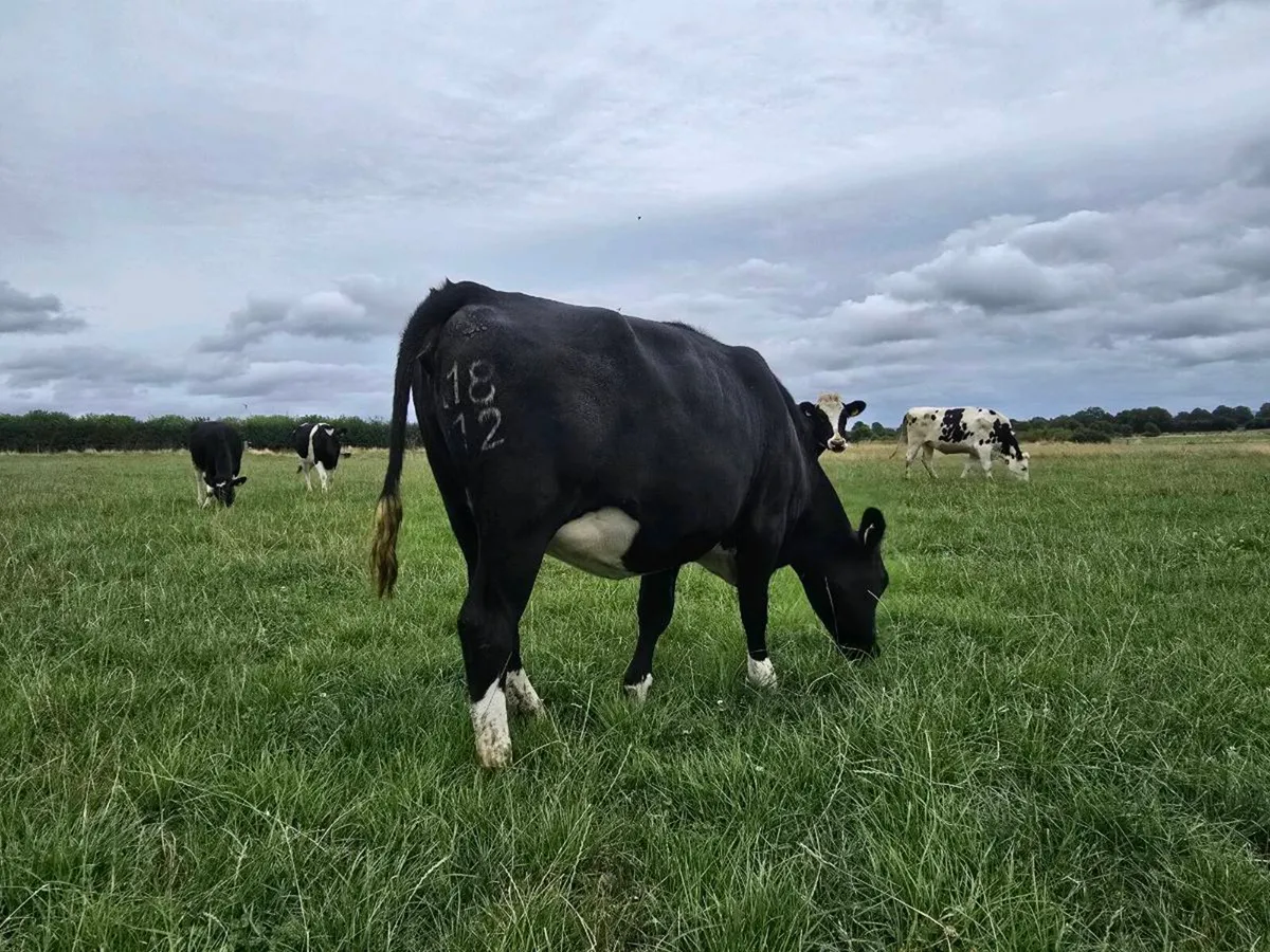 High Ebi February '27 calving heifers - Image 3