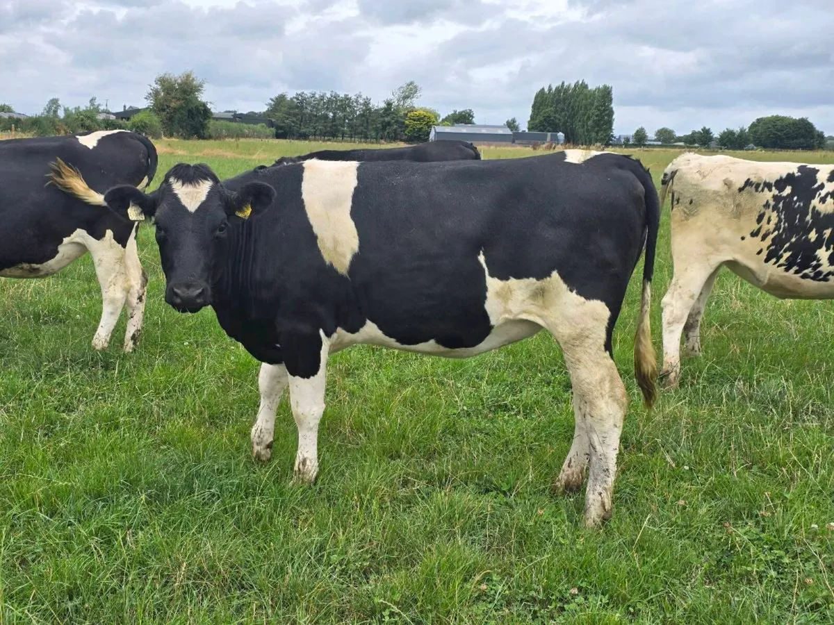 High Ebi February '27 calving heifers - Image 1