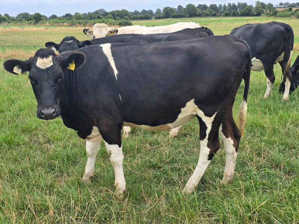 High Ebi February '27 calving heifers - Image 4