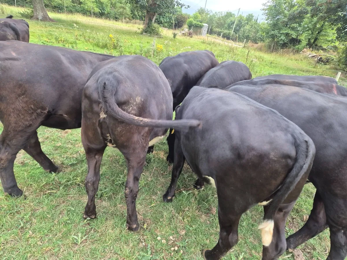Beef cattle - Image 3
