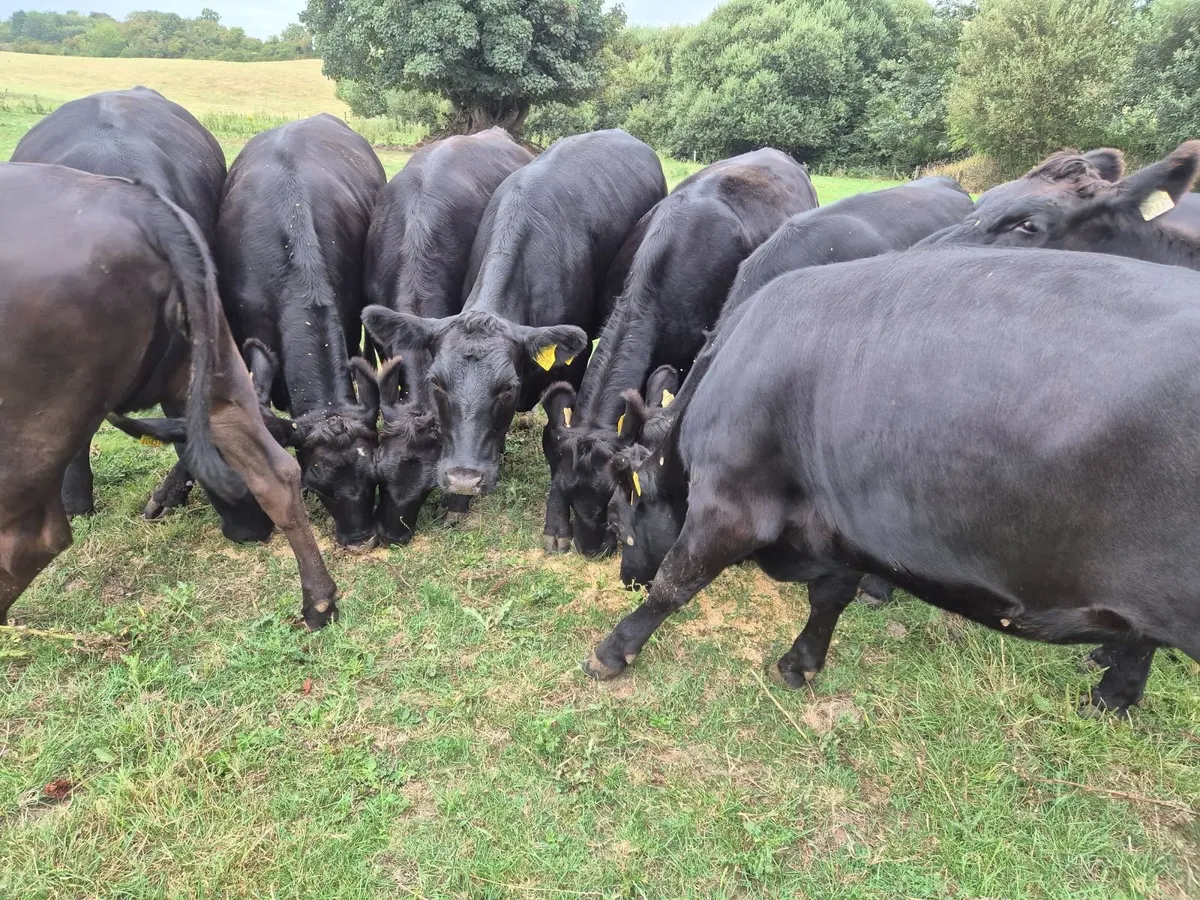 Beef cattle - Image 4