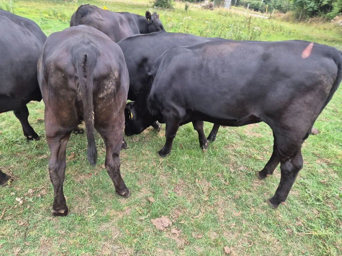 Beef cattle - Image 2