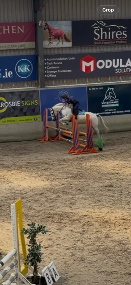 13.2 half bred connie green book - Image 3
