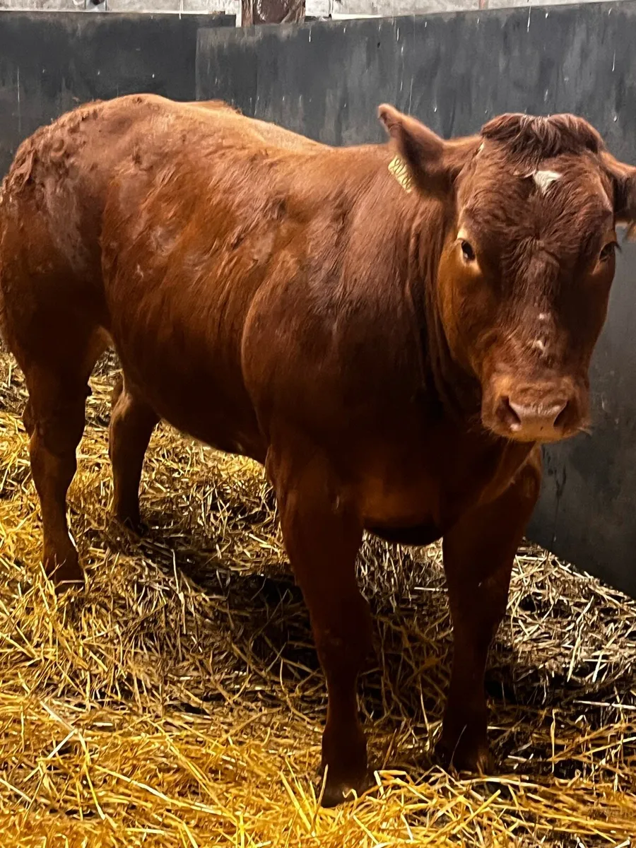 Heifer for gort show and sale 20th - Image 3
