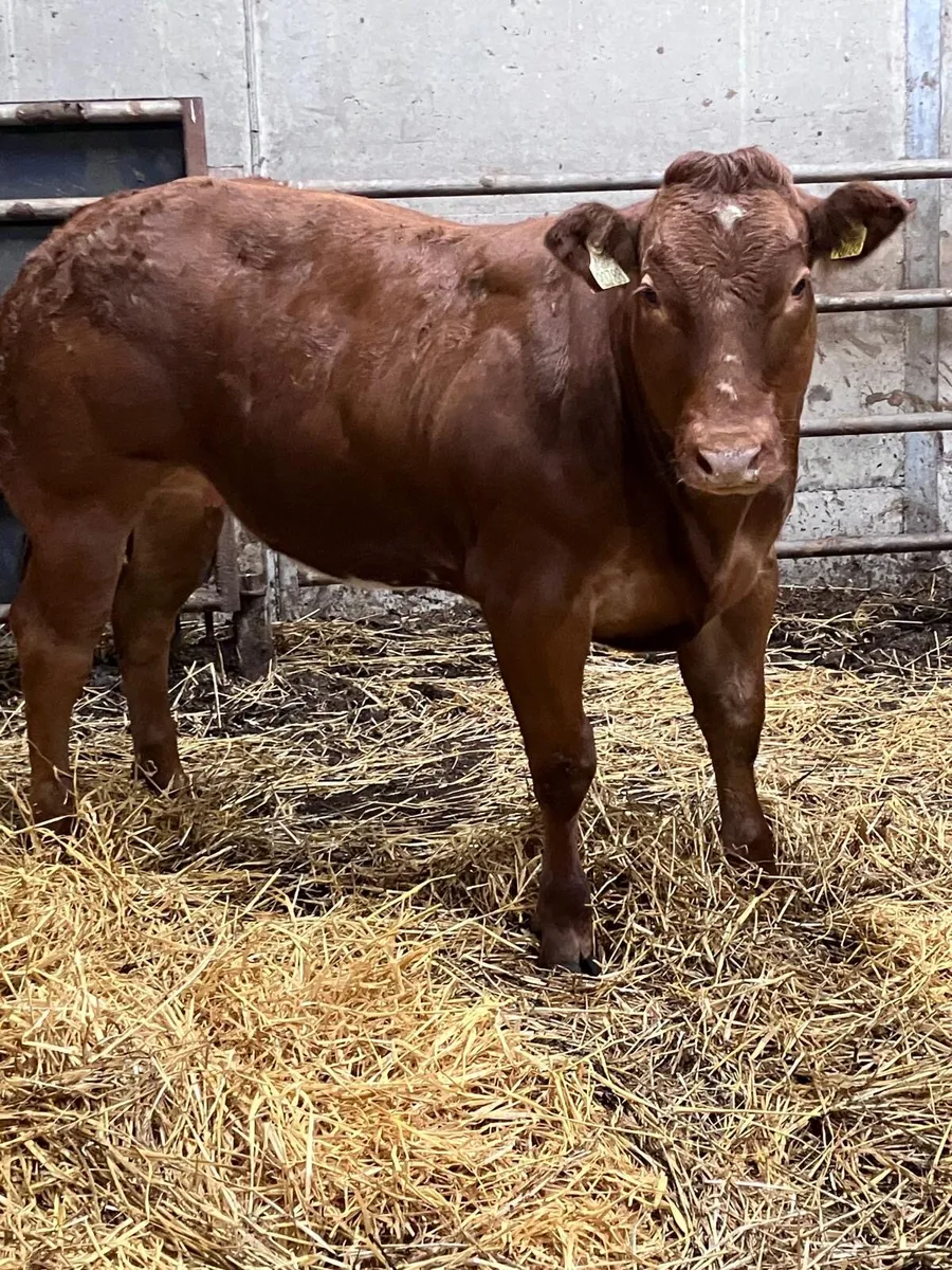 Heifer for gort show and sale 20th - Image 2