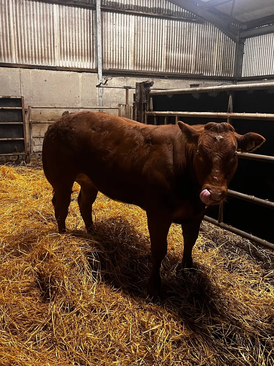 Heifer for gort show and sale 20th - Image 1