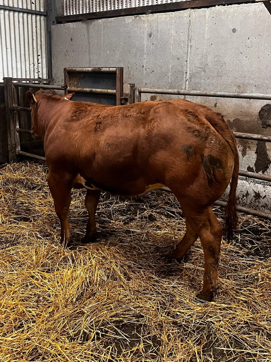 Heifer for gort show and sale 20th - Image 4