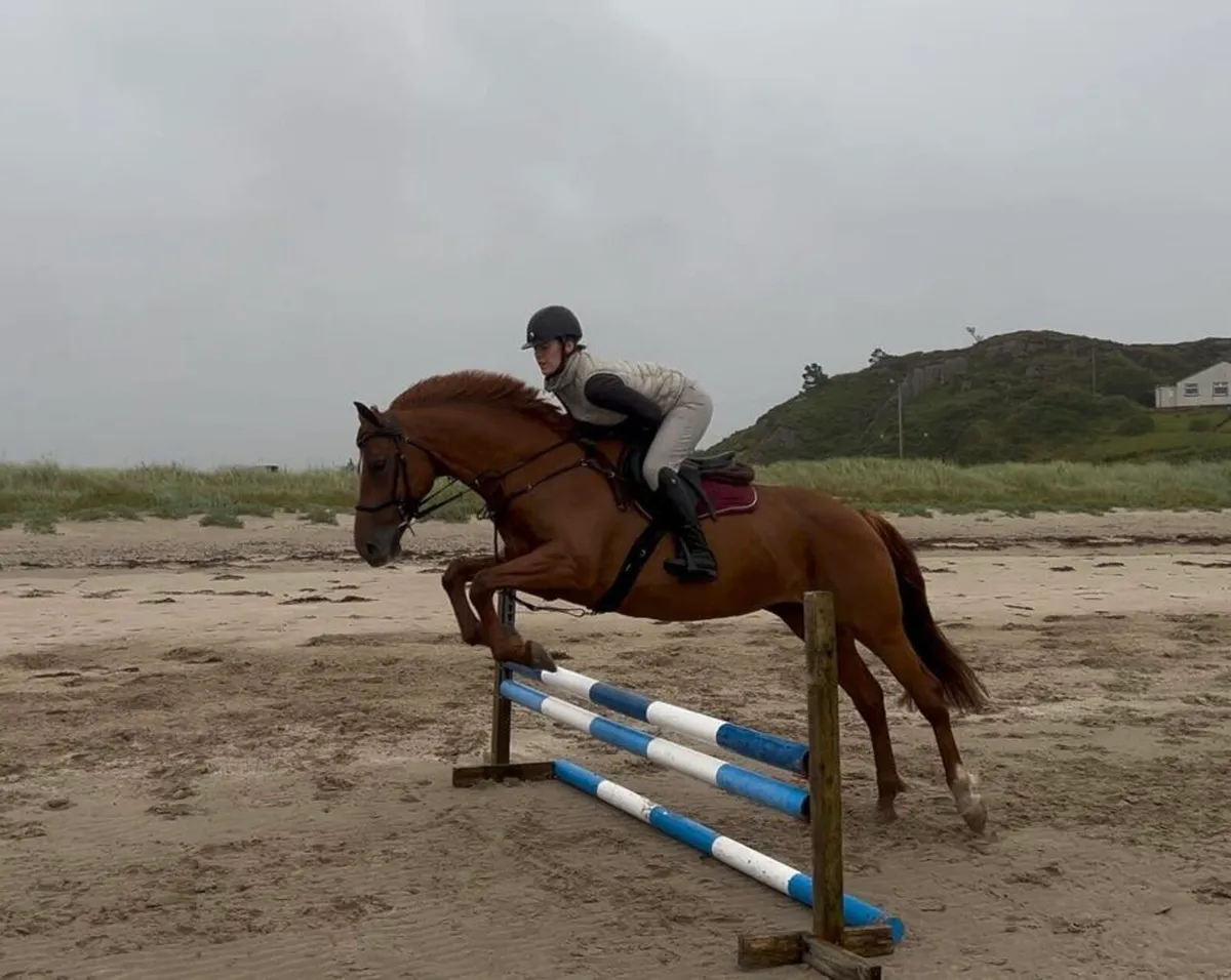 ⭐️ Talented 6yo 15.2hh ISH Mare ⭐️ - Image 1