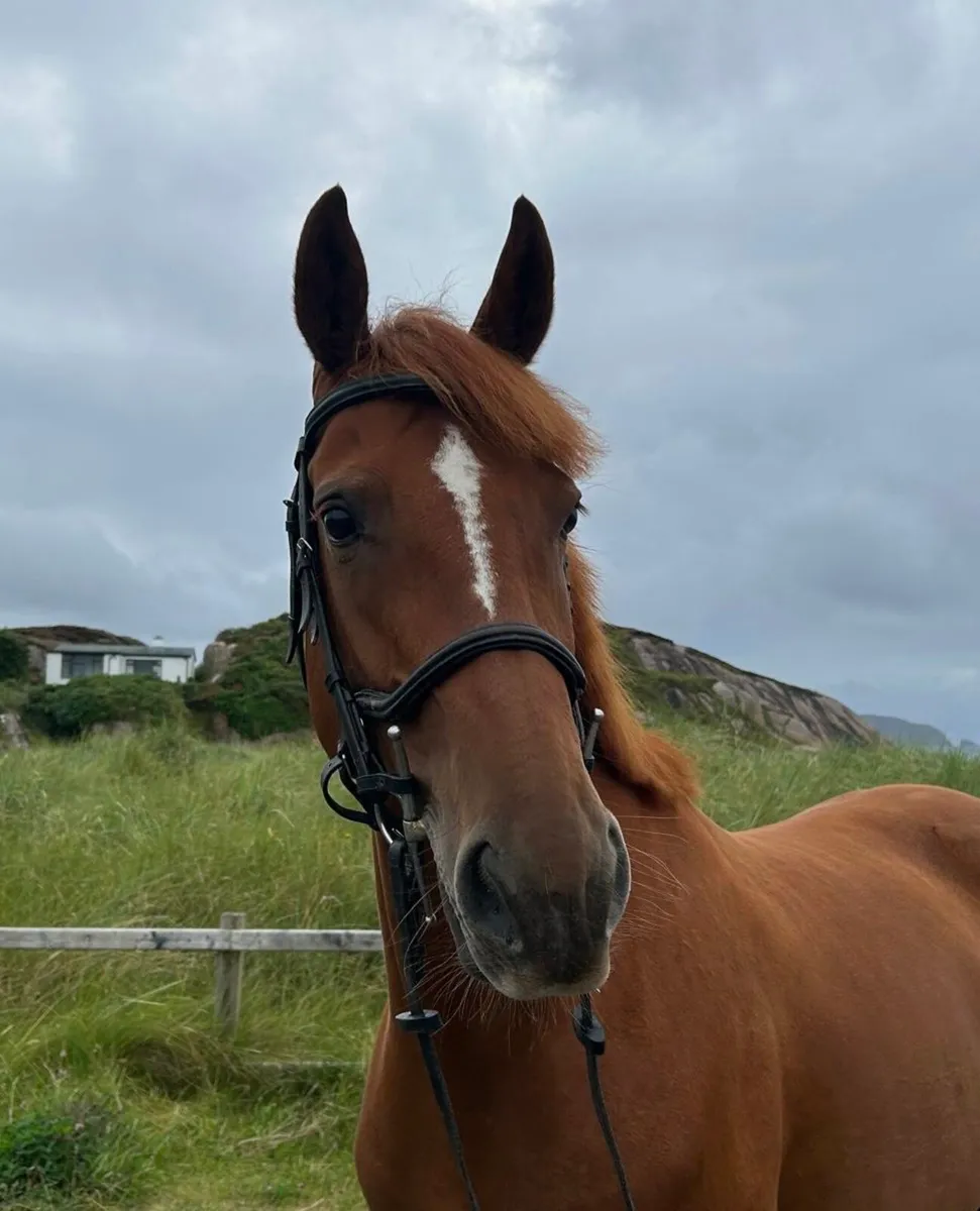 ⭐️ Talented 6yo 15.2hh ISH Mare ⭐️ - Image 3