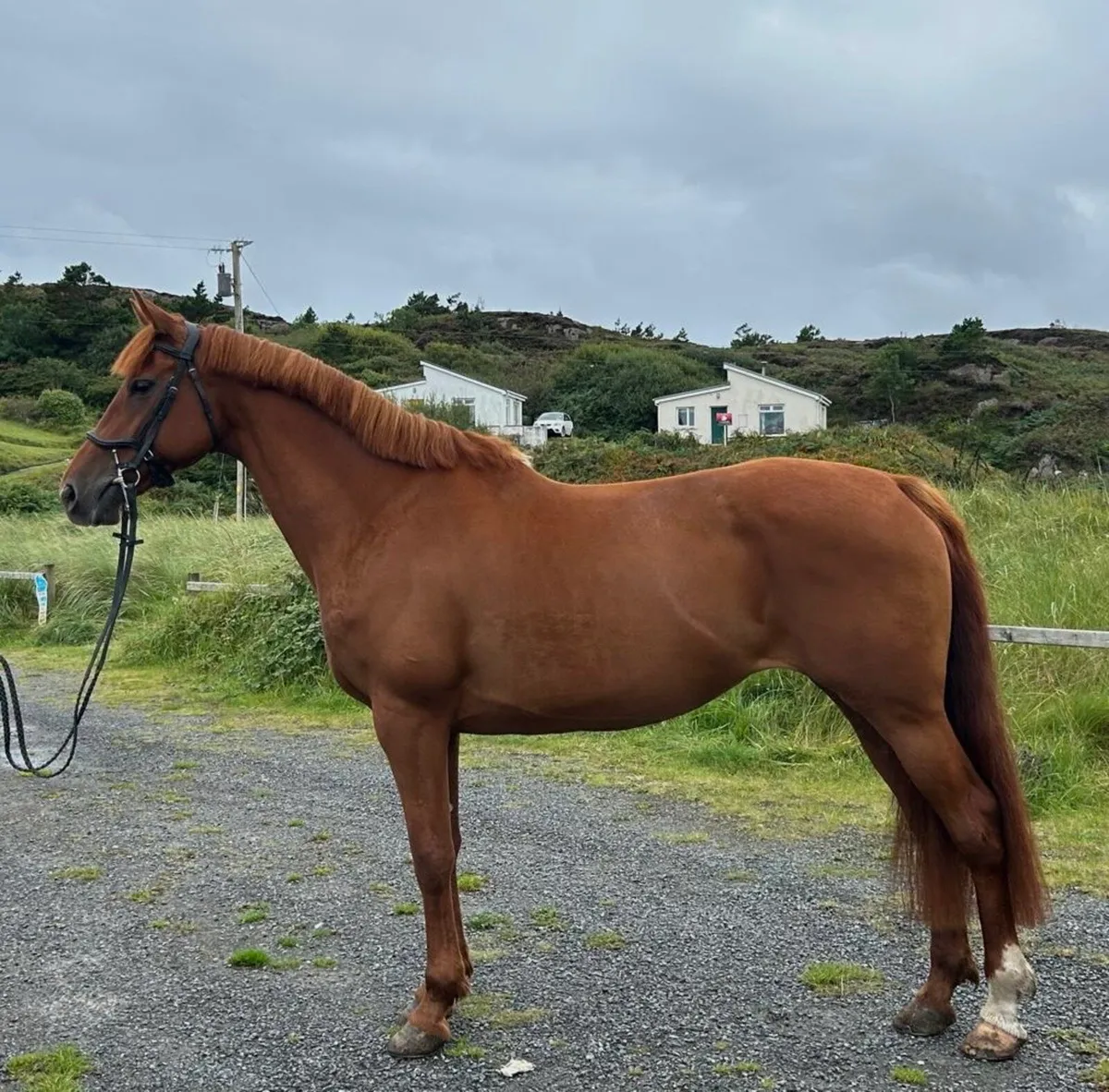 ⭐️ Talented 6yo 15.2hh ISH Mare ⭐️ - Image 4