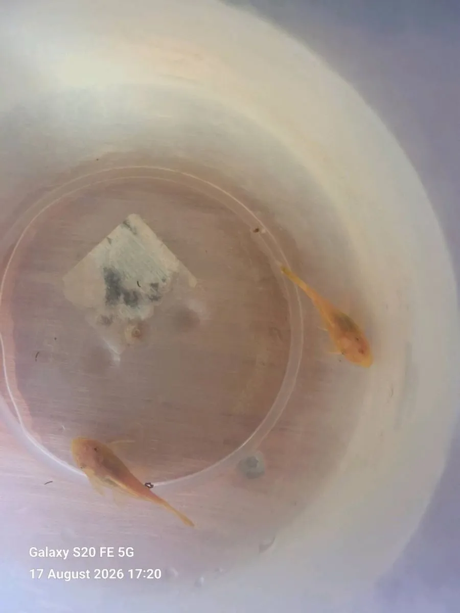 Tropical Fish