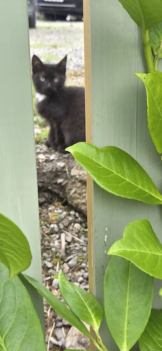 Kittens - Image 2