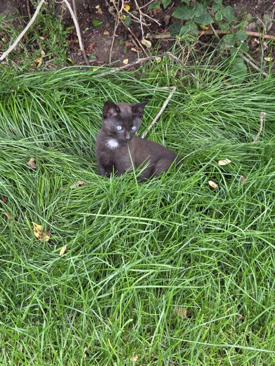 Kittens - Image 3