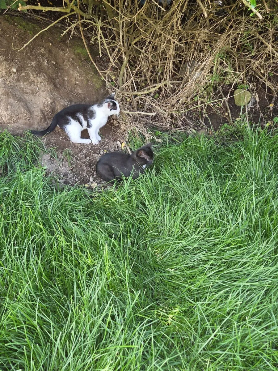 Kittens - Image 4
