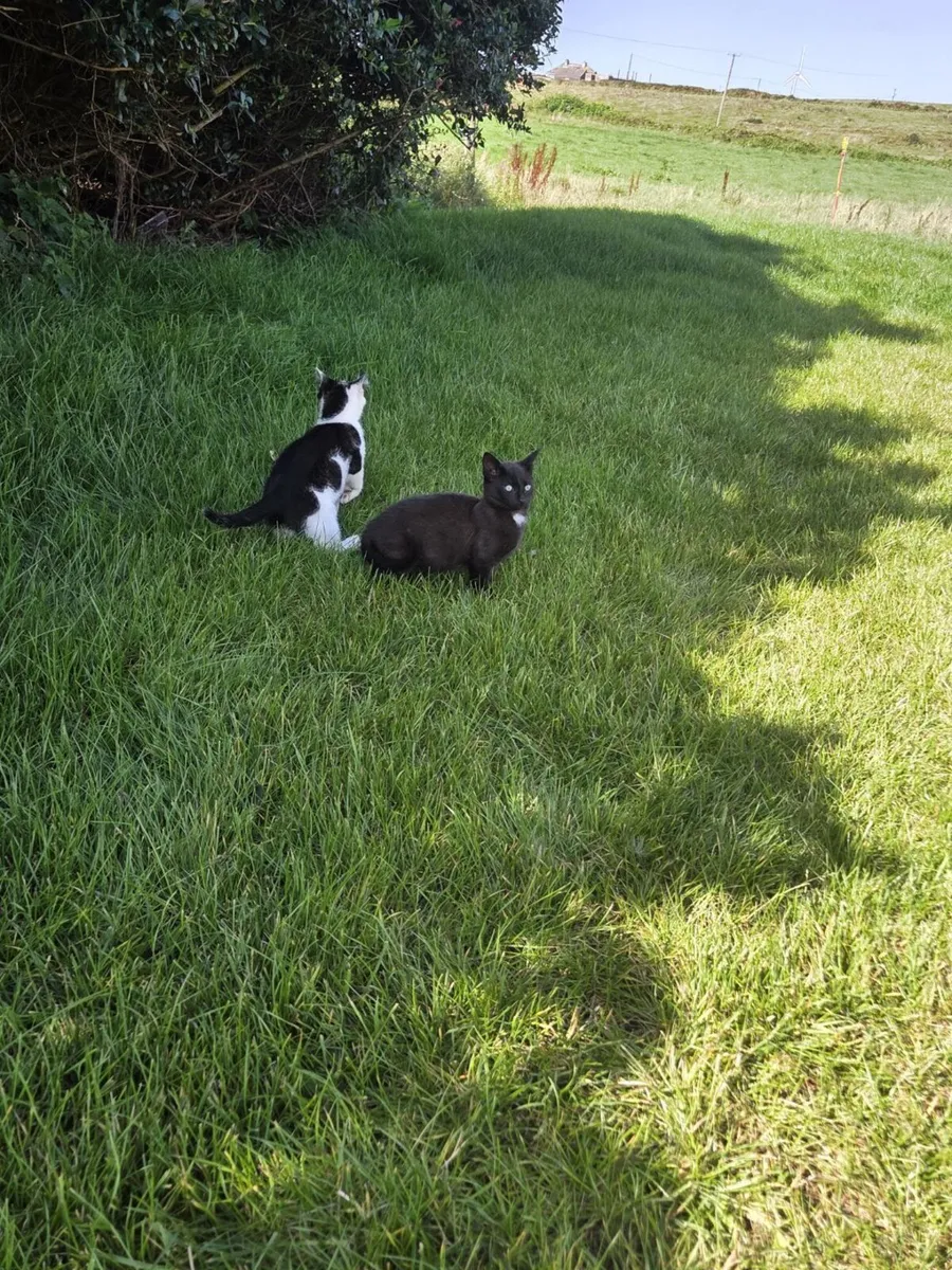 Kittens - Image 1