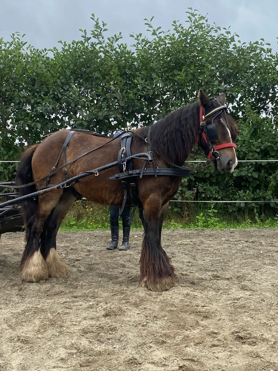 4 yr old Bay gelding - Image 2