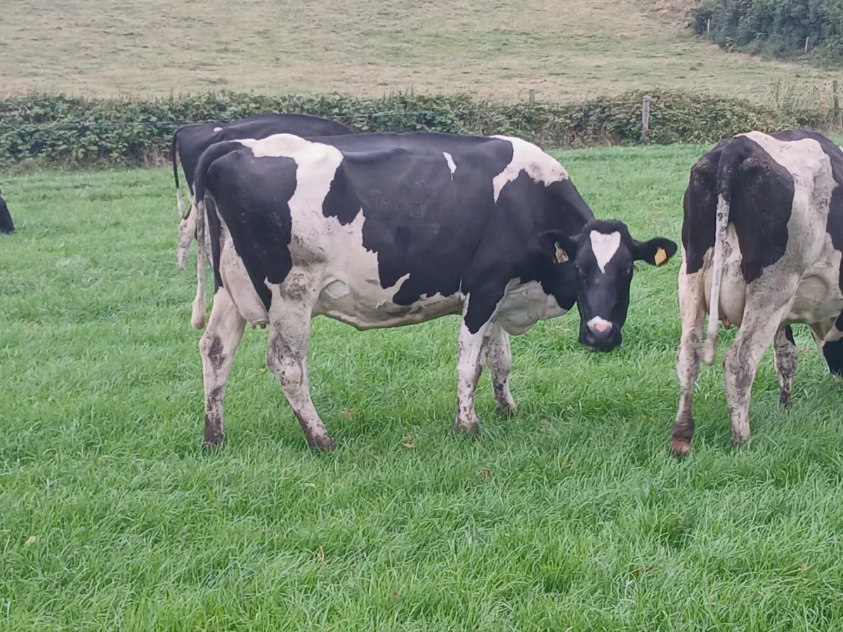 Dairy Herd Dispersal Sale- Ballybay Mart - Image 2