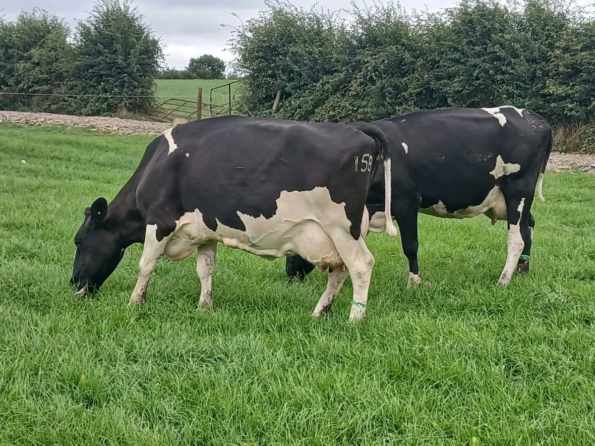 Dairy Herd Dispersal Sale- Ballybay Mart - Image 3