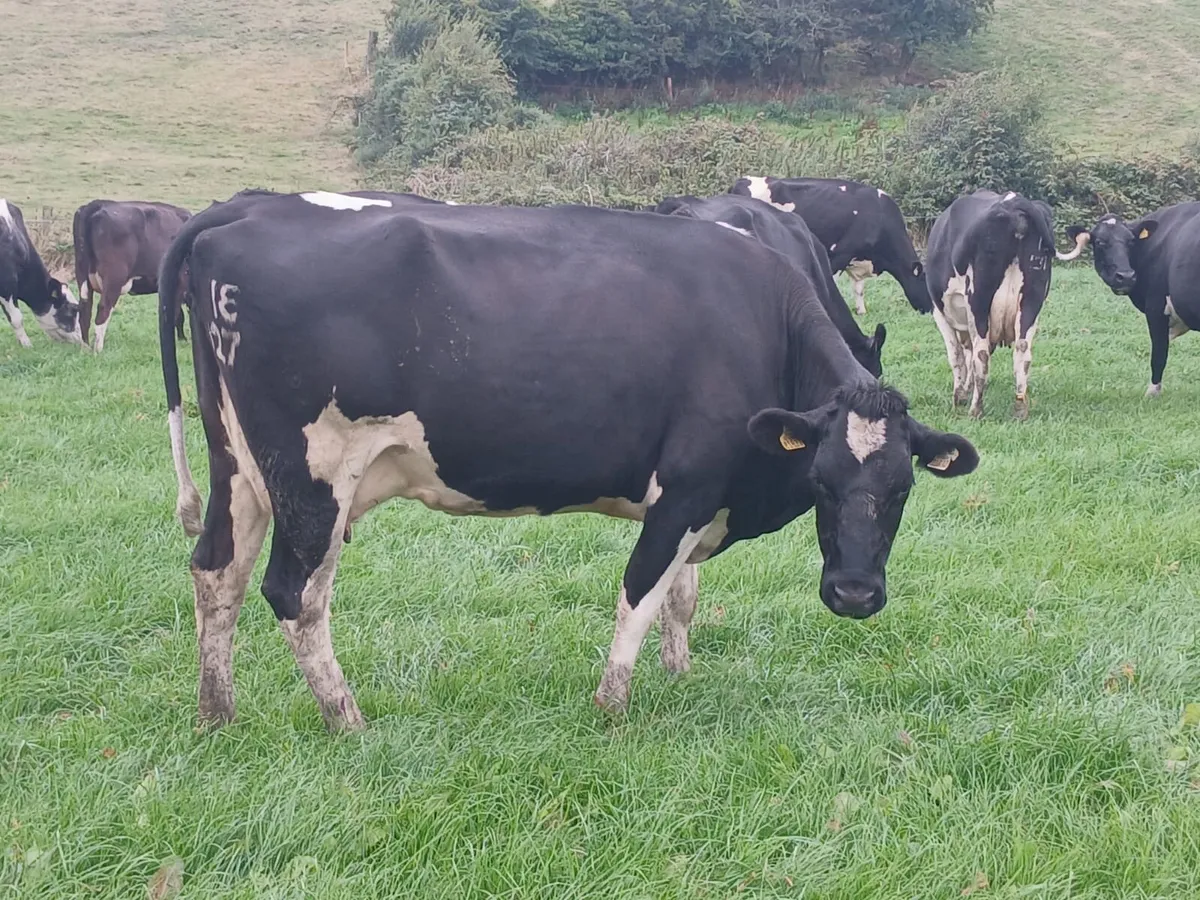 Dairy Herd Dispersal Sale- Ballybay Mart - Image 4