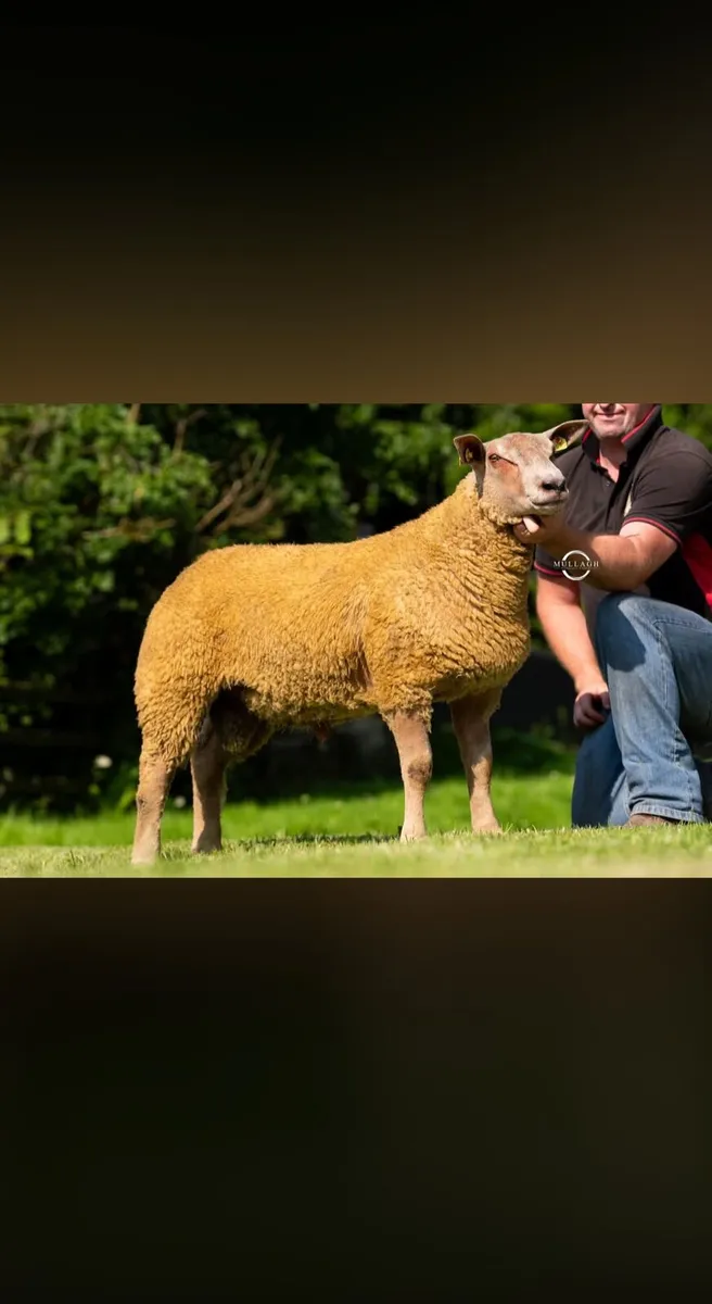 MULTI-BREED RAM SALE. STRANORLAR LIVESTOCK MART - Image 4