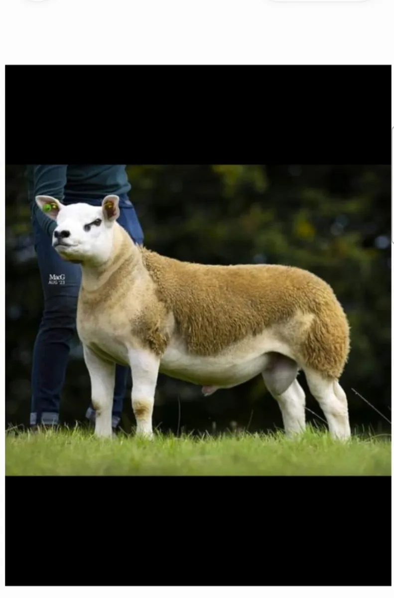 MULTI-BREED RAM SALE. STRANORLAR LIVESTOCK MART - Image 2