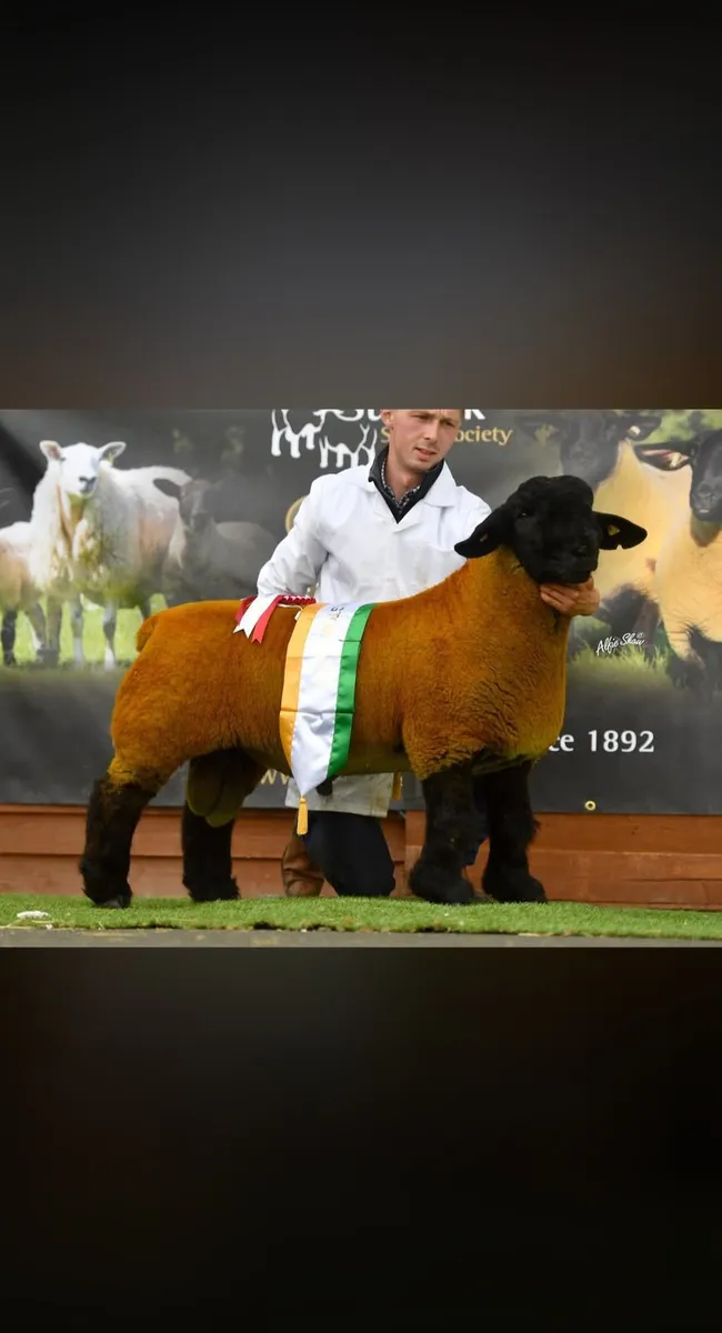 MULTI-BREED RAM SALE. STRANORLAR LIVESTOCK MART - Image 3