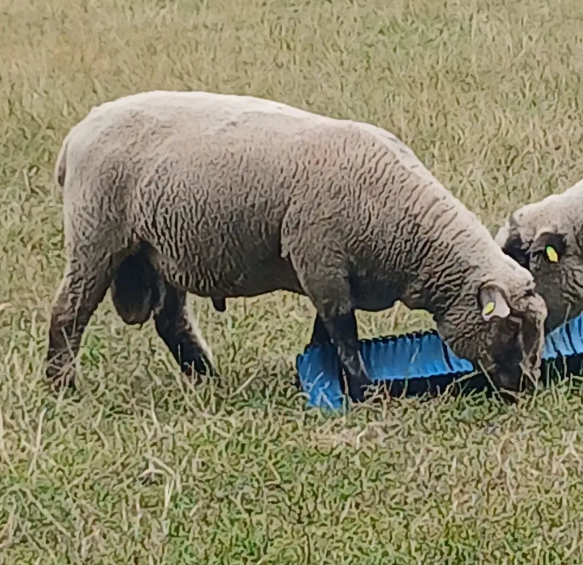 PB Hampshire and Cross bred rams for sale - Image 2