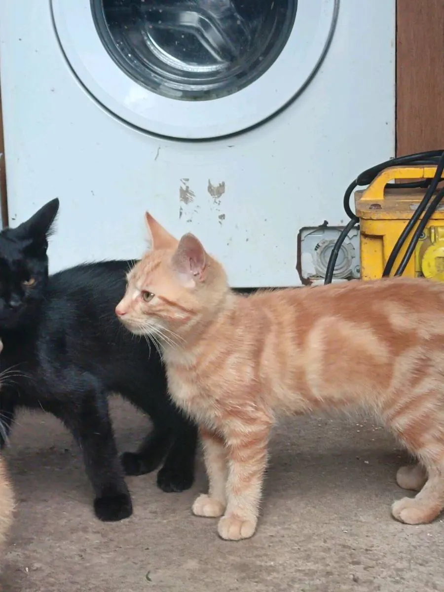 🐾 Two Beautiful 10-Week-Old Kittens for adoption - Image 2