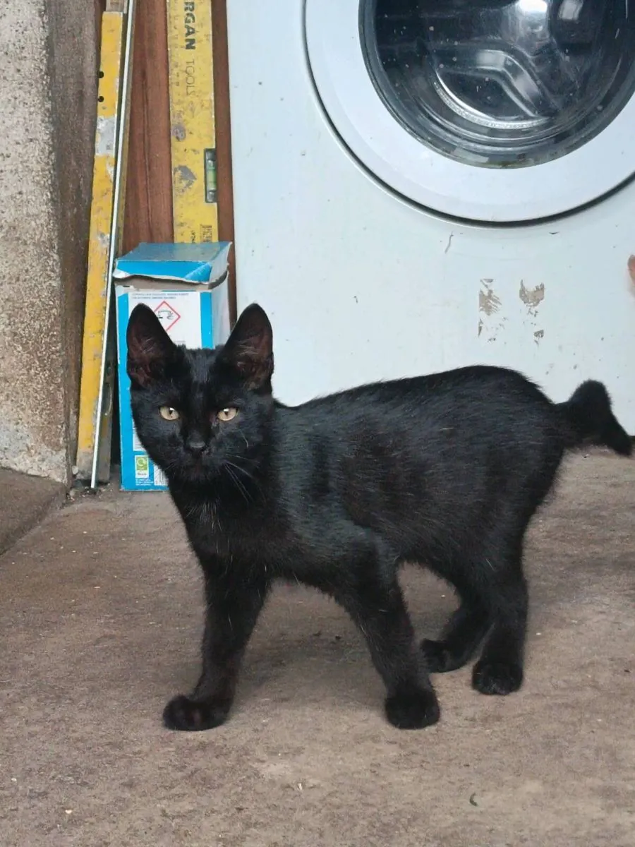 🐾 Two Beautiful 10-Week-Old Kittens for adoption - Image 3