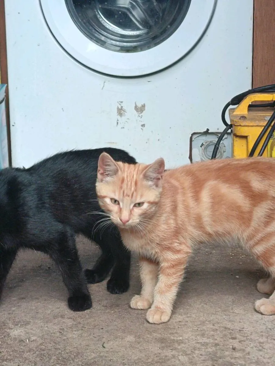 🐾 Two Beautiful 10-Week-Old Kittens for adoption - Image 4
