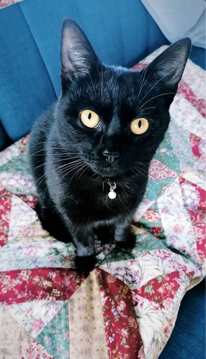 Female cat for rehoming - Image 1