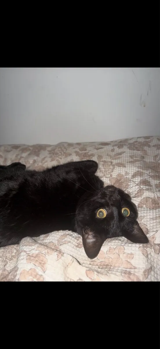 Female cat for rehoming - Image 3