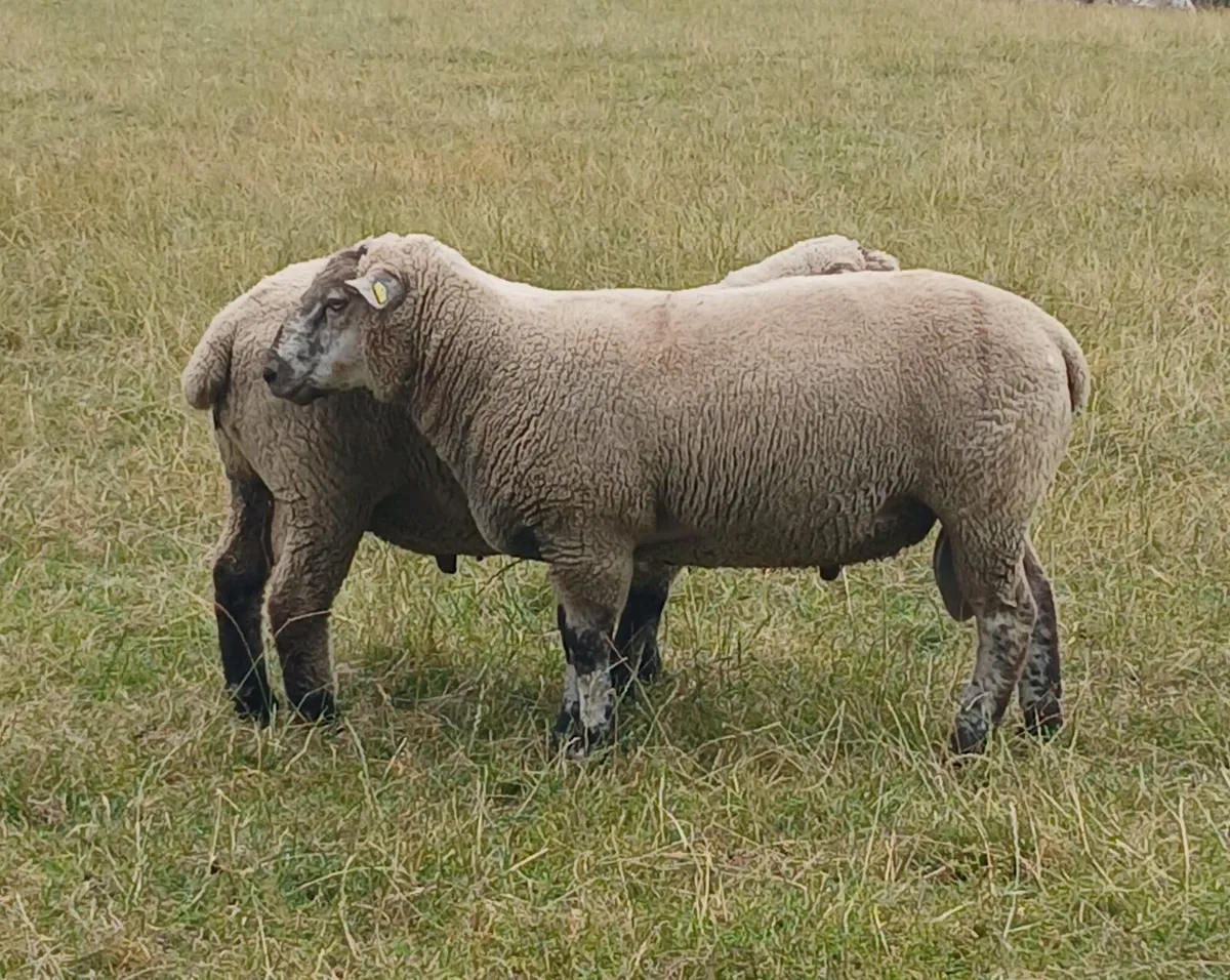 PB Hampshire and Cross bred rams for sale - Image 3