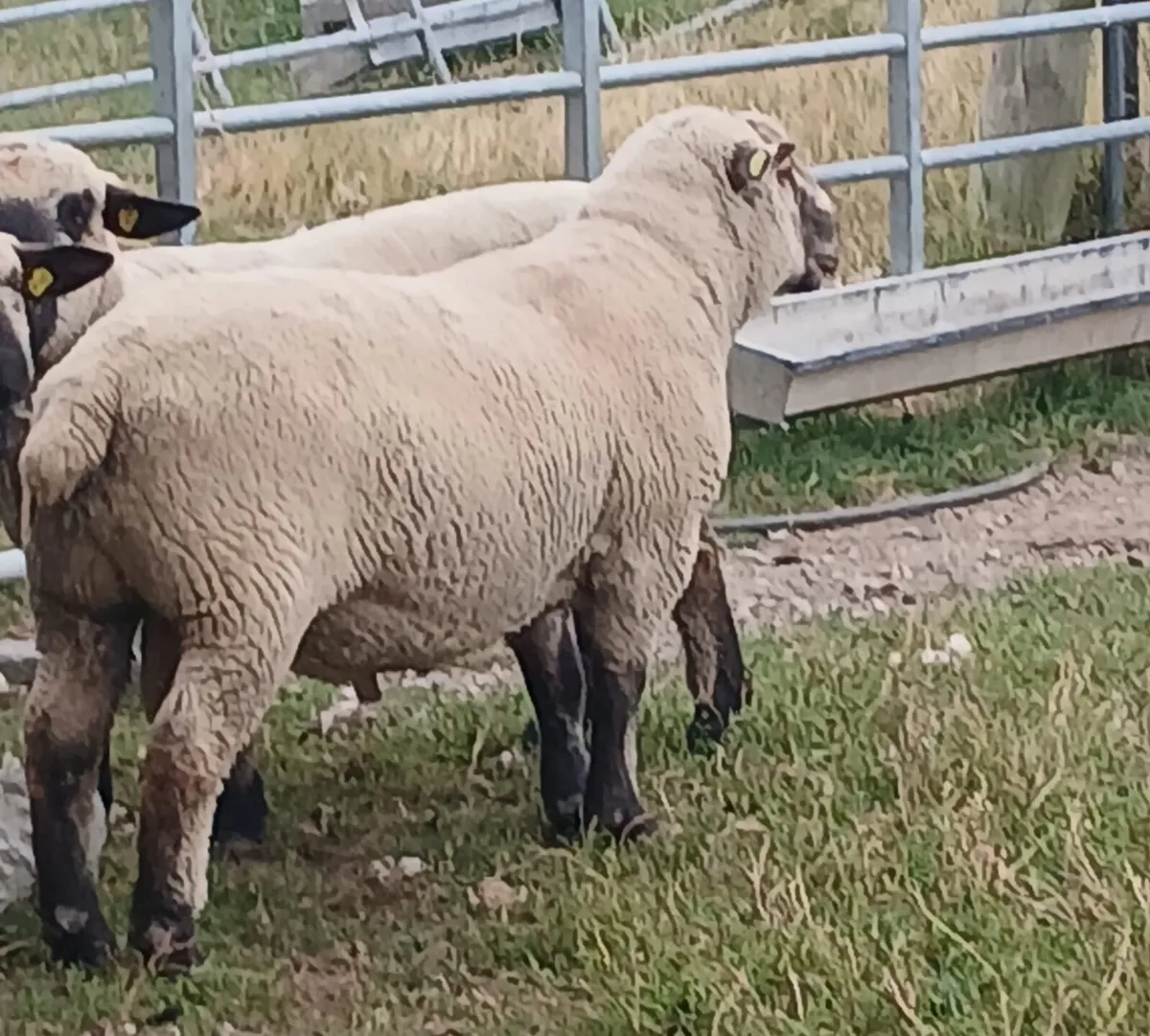 PB Hampshire and Cross bred rams for sale - Image 4