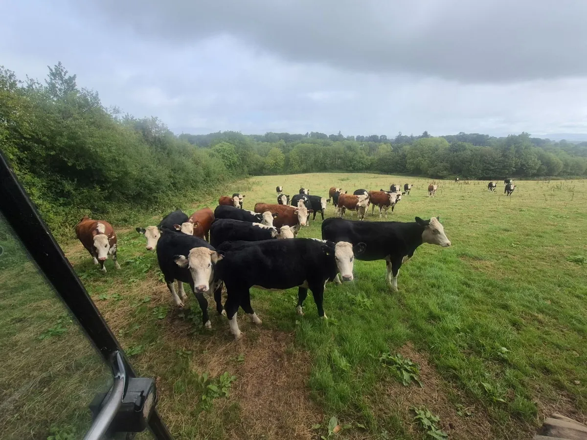 Cattle - Image 1