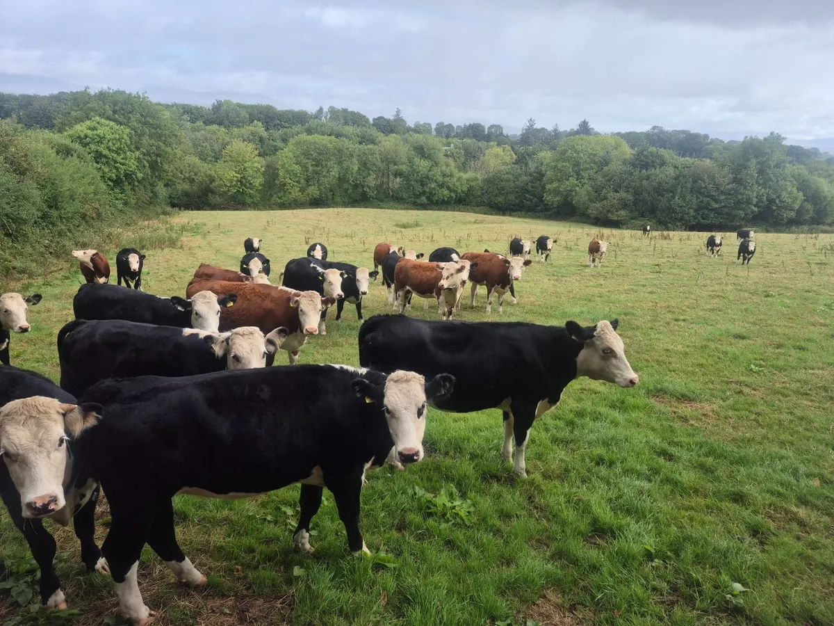 Cattle - Image 2