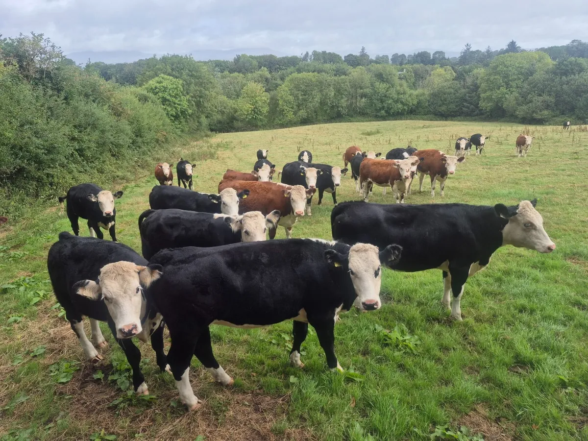 Cattle - Image 3