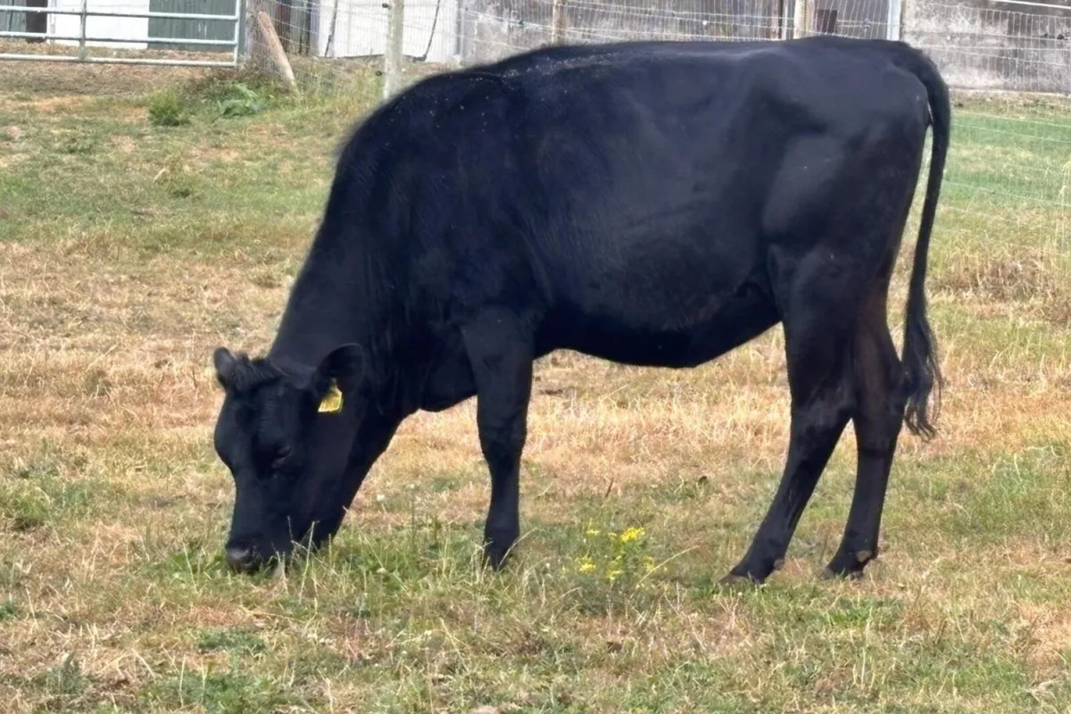 14 Xbred Spring Calving In Calf Heifers - Image 1