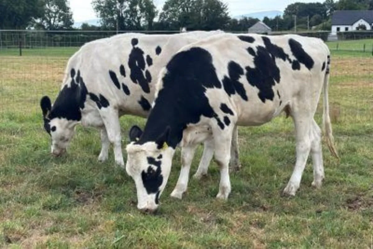 14 Xbred Spring Calving In Calf Heifers - Image 2