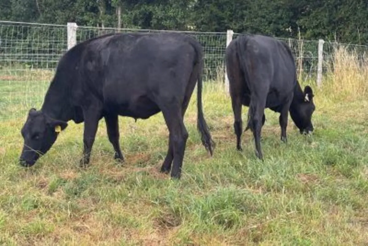 14 Xbred Spring Calving In Calf Heifers - Image 3