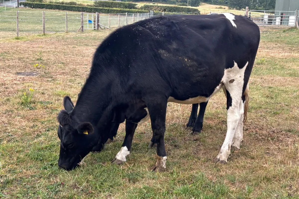 14 Xbred Spring Calving In Calf Heifers - Image 4