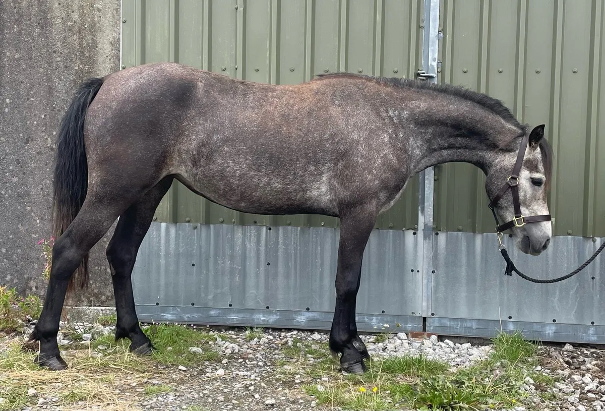 3yr old traditional type Connemara - Image 1