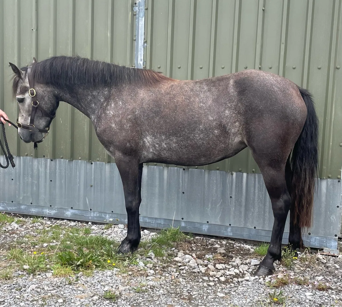 3yr old traditional type Connemara - Image 2