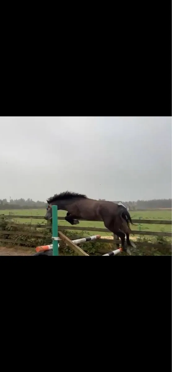 3yr old traditional type Connemara - Image 4