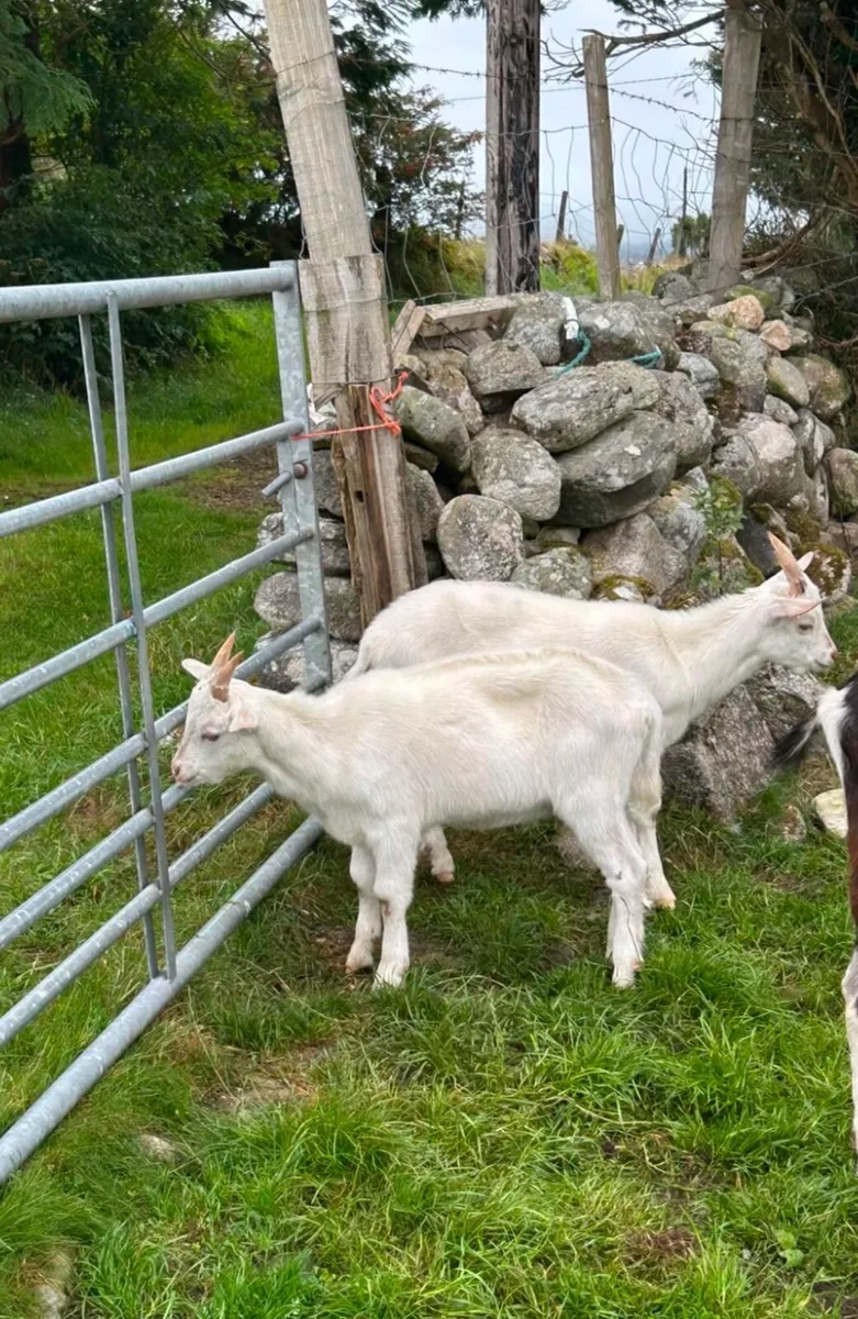 2 male kids - Image 2